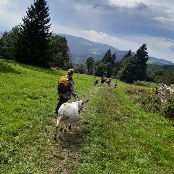 Eselwandern im Bayerischen Wald - Region Sonnenwald