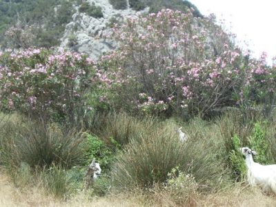 Sardinien Blumen Ziegen Wandern